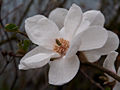 Magnolia Norman Gould IMG_5287 Magnolia